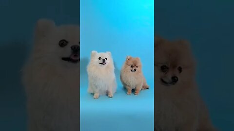 😂 cute dog video 😂, part 120 #shorts