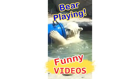 Funny Bear Swimming, Funny Videos.