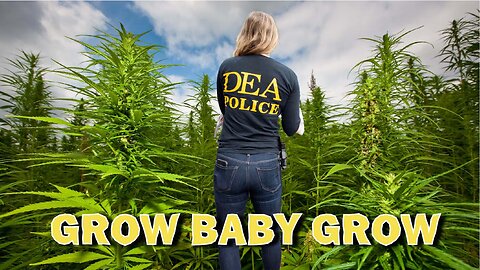 Why is the DEA Growing Weed??