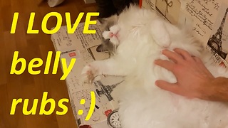 Cat enjoys cuddling and belly rubs