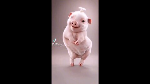 Piggy cutie dancing🐷