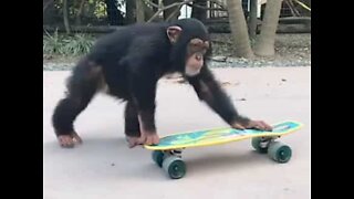 Chimpanzee monkeys around on skateboard