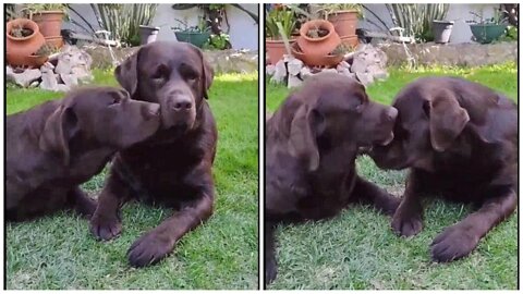 Chocolate Labrador can't stop kissing best friend