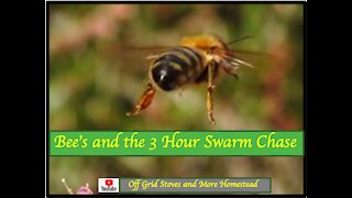 BEE'S AND THE 3 HOUR SWARM CHASE