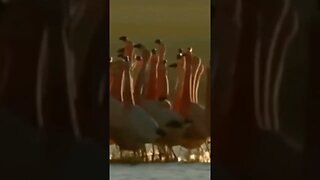 Cilean Flamingo Dance