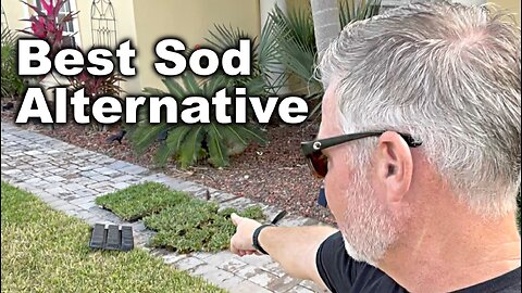 Best Sod Alternative - Sod Pods Grass Plugs - HOW TO