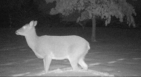 DeerCams #5