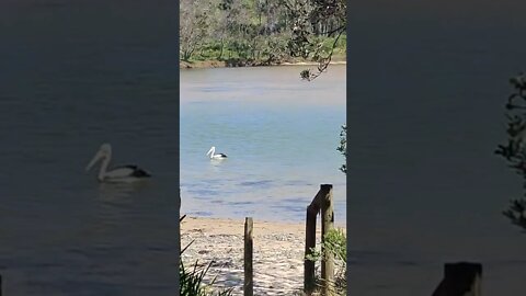 Australian Pelican 🇦🇺
