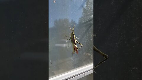 Giant Grasshopper