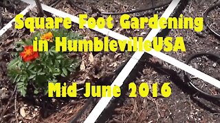 SFG Square Foot Garden 2016 mid June update - Late start, new irrigation, kale seeds, and mulching