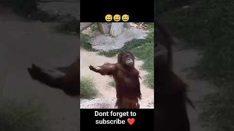 monkey funny moment captured😅😅 SUBSCRIBE #shorts
