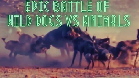 Epic Battle Of Wild dogs vs Animals [Lion , Buffalo , Warthog , Deer]