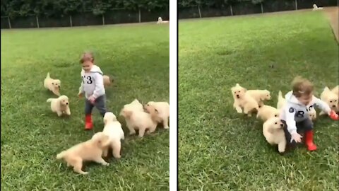 kid playing with cute puppies Beautiful precious moments 😍