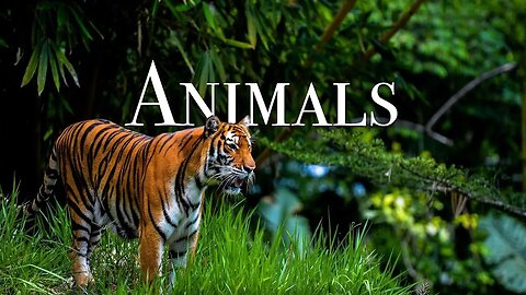 Amazing Scenes of Wild Animals in 4K - Animals World