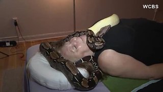 New trend: Snake massages