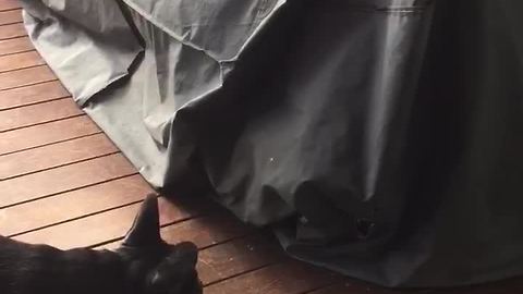 Cat challenges French Bulldog in very strategic way