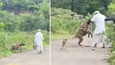 Hyena Attacks Elderly Man