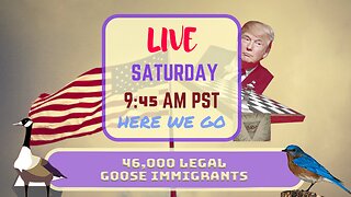 Saturday *LIVE* 46,000 Legal Goose Immigrants