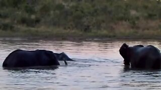 Male Elephants Fight In the Water