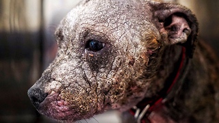 Abandoned Puppy Covered In Scars Enjoys His New Family