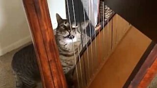 Cat thinks harp is scratching post
