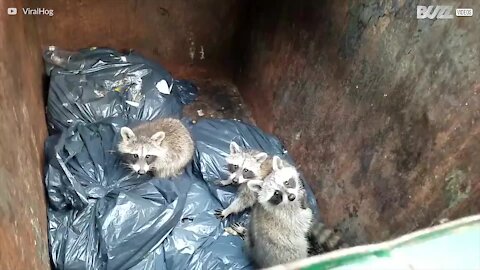 Des bébés ratons laveurs retrouvés dans une poubelle à New York