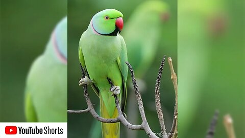 Wild Parakeets visit my rooftop every evening #Shorts