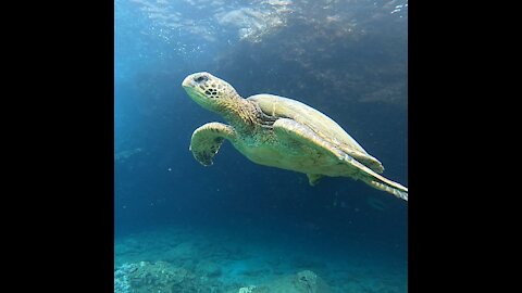 Turtle moments Maui