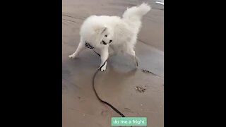 Samoyed's first time at the beach is a mind-blowing experience