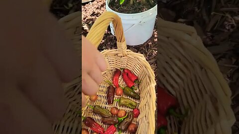 Shishito Peppers from the Agora Spiral Garden in the Pixies Potager. #garden #grow #electroculture