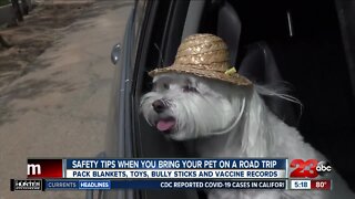 Safety tips when you bring your pet on a road trip