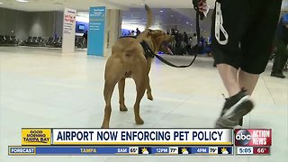 Tampa International Airport steps up enforcement of non-service animals