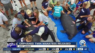 Twin manatees returned to Florida Keys waters