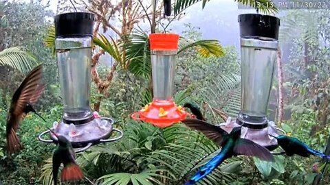 Exotic Hummingbirds of Ecuador 🌺 11/30/22 01:12
