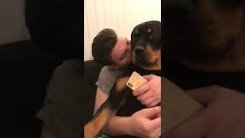 Rottweiler grumble/purr/rumble