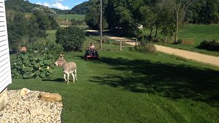 Donkey Loves To Chase Lawnmower