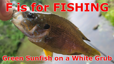 Green Sunfish on a White Grub