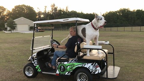 Huge Great Dane Loves Riding in the Zombie Golf Cart