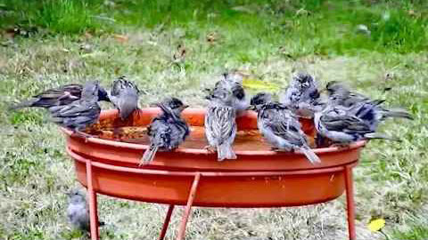 IECV NV #248 - 👀 House Sparrows Taking A Bath In The Water Hole 🐤🐤🐤8-2-2016