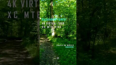 Calugareni Forest | Calugareni, Giurgiu | Ambiental music | 4k Virtual Tour | 🇷🇴