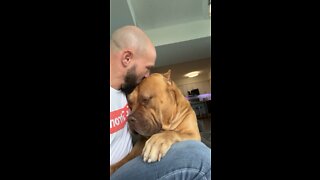 MASSIVE Pit Bull gets good morning smooches 🦁😘🧡