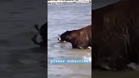 BEARS! At the beach! #animals