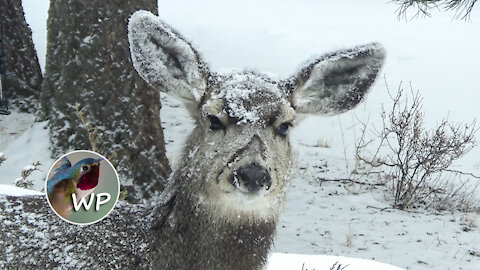 Deer Up-Close | Mountains Living | Colorado