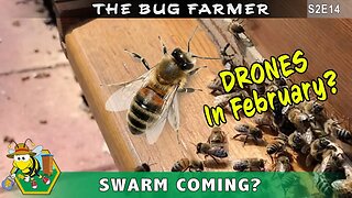 Bees Need Love Too! -- Drones in February?