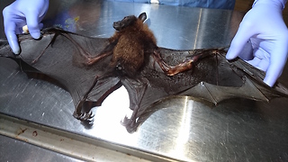 Bat Has Life-Saving Surgery On Broken Wing: WILDEST ANIMAL RESCUES