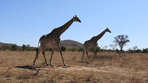 Passing Giraffe