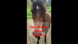 1 minute horse training: Pressure and Release with brumby pony Part II