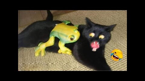 Funniest cats and dogs-😃- funny cats- funny dogs- funny anunals