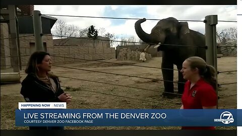 Bringing the Zoo to You: Virtual safari at the Denver Zoo