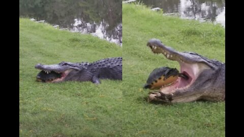 crocodile failed to eat the turtle.
